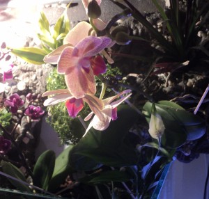 D'autres photos de l'orchidée Phal que je ne connais pas encore le nom exacte (l'autre est la Phal ember).